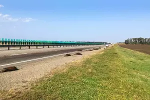 Раздавленные кабаны возле села Отрадо-Кубанское, 18 сентября 2022 г. &copy;&nbsp;Скриншот телеграм-канала &laquo;Дикий Юг — Природа юга России&raquo;, T.me/wildfoto