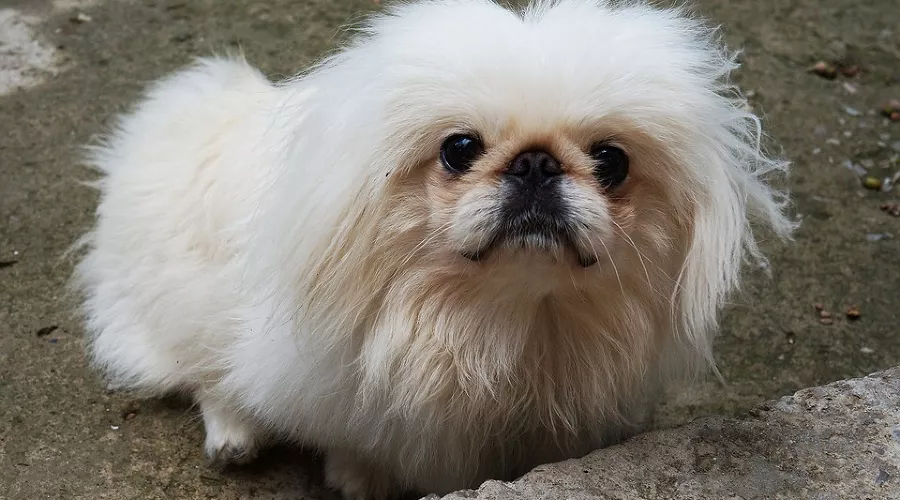 Пекинес &copy;&nbsp;Фото с сайта pixabay.com