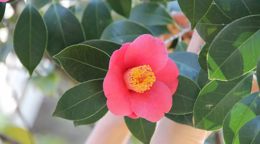 Камелия японская &copy;&nbsp;Фото пресс-службы Сочинского нацпарка