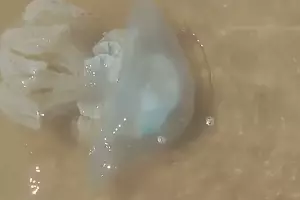  &copy;&nbsp;Скриншот видео из аккаунта instagram.com/923_anastasiia