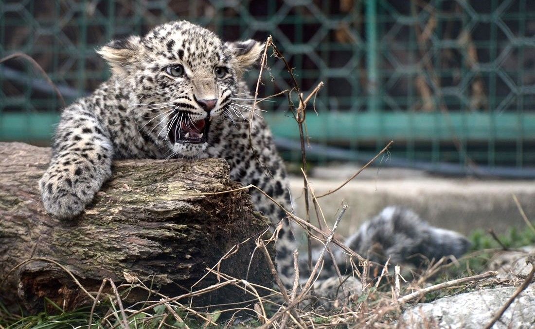 Центр разведения и реабилитации переднеазиатского леопарда © Фото пресс-службы Кремля, kremlin.ru