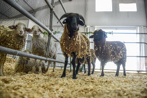  © Фото Елены Синеок, Юга.ру