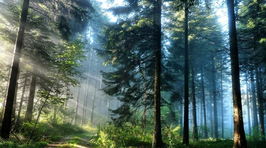  &copy;&nbsp;Фото с сайта npsochi.ru