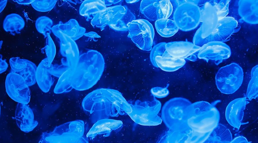  &copy;&nbsp;Фото с сайта pixabay.com