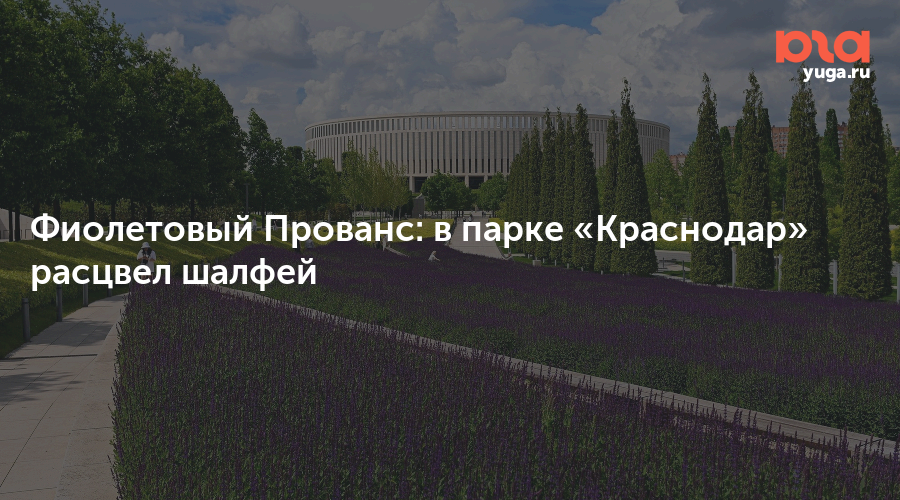 Фиолетовый Прованс: в парке «Краснодар» расцвел шалфей