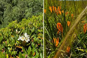  &copy;&nbsp;Коллаж из скриншотов фото из телеграм-канала &laquo;Кавказский заповедник&raquo;