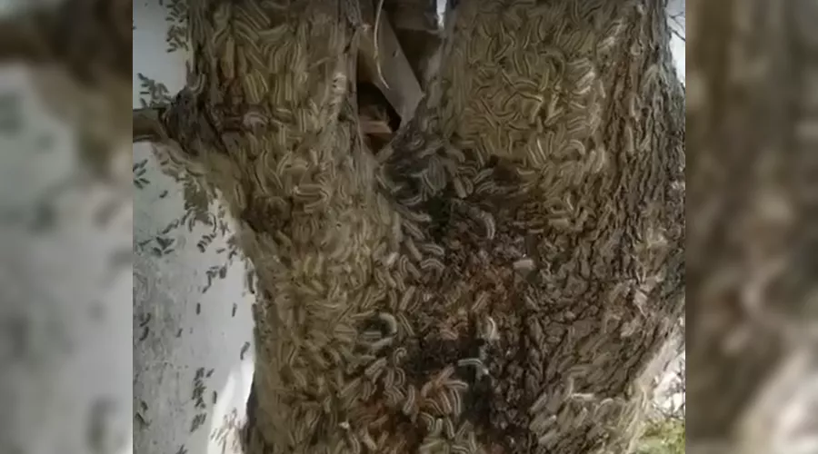  &copy;&nbsp;Скриншот из видео &laquo;Наша Газета&raquo;, https://vk.com/ngnov
