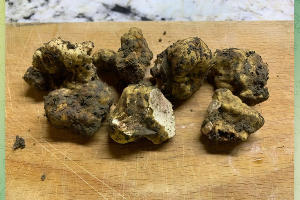 Трюфели, найденные иркутскими учеными в лесу возле Молдовановки © Скриншот публикации в телеграм-канале Иркутского университета, T.me/irkutskuniversity