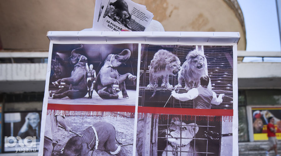 цирк дю солей воздушные гимнасты. цирк аливрувер 2022. цирк в казани 2022. братья запашные акробаты. театрально цирковое шоу круиз.