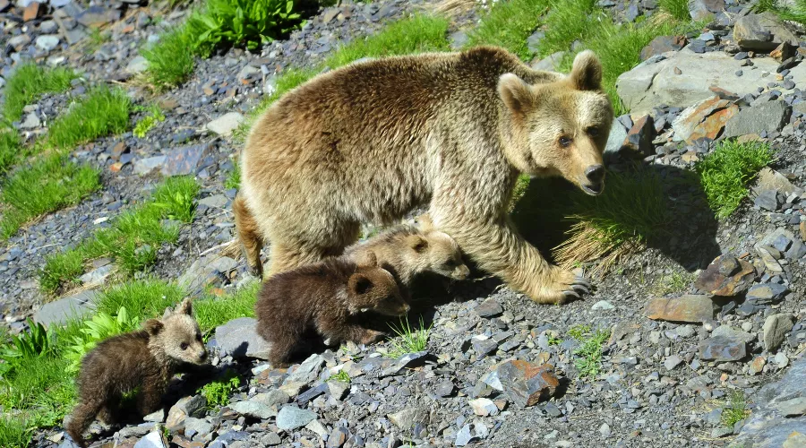  &copy;&nbsp;Фото пресс-службы Сочинского нацпарка
