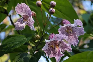 Катальпа Фаржа &copy;&nbsp;Скриншот фото с сайта Сочинского национального парка