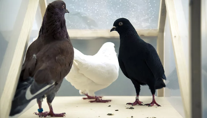 Тур ван Бален, «Золотой голубь» &copy;&nbsp;Фото Питера Барта