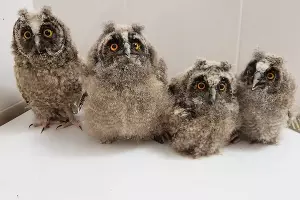  &copy;&nbsp;Фото из группы &laquo;"Рио" — Помощь диким птицам Краснодар&raquo;, vk.com/riokrasnodar23