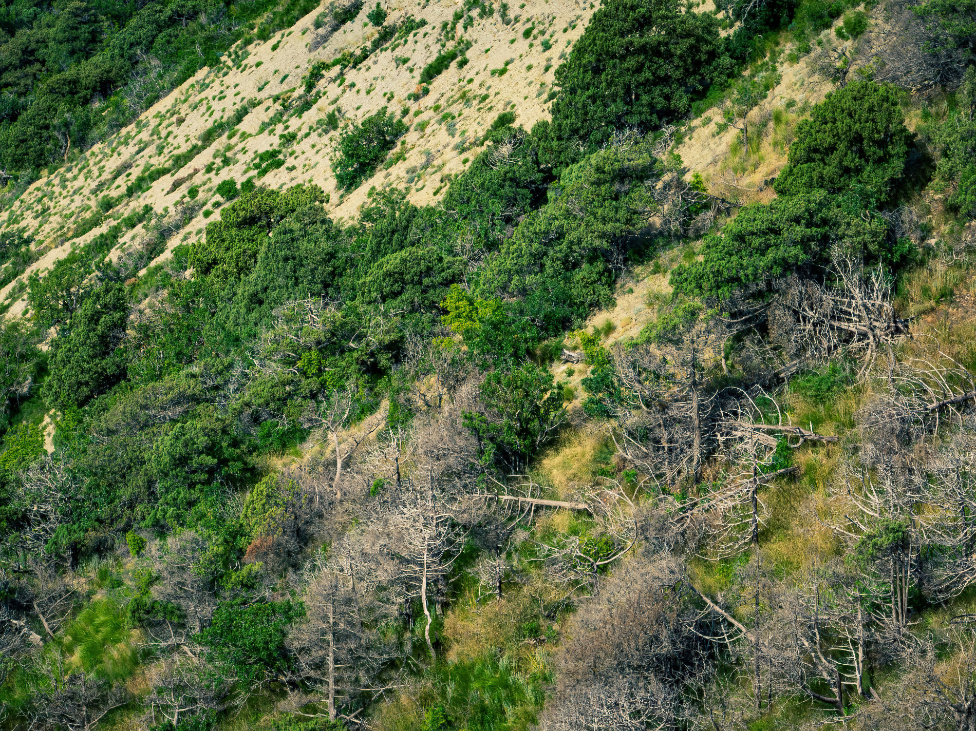 Первыми деревьями нового поколения здесь станут, скорее всего, пицундские сосны © Фото Антона Быкова, Юга.ру