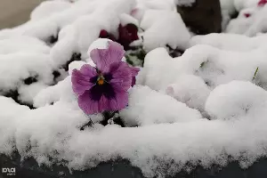 Снег в Краснодаре &copy;&nbsp;Фото Алёны Живцовой, Юга.ру