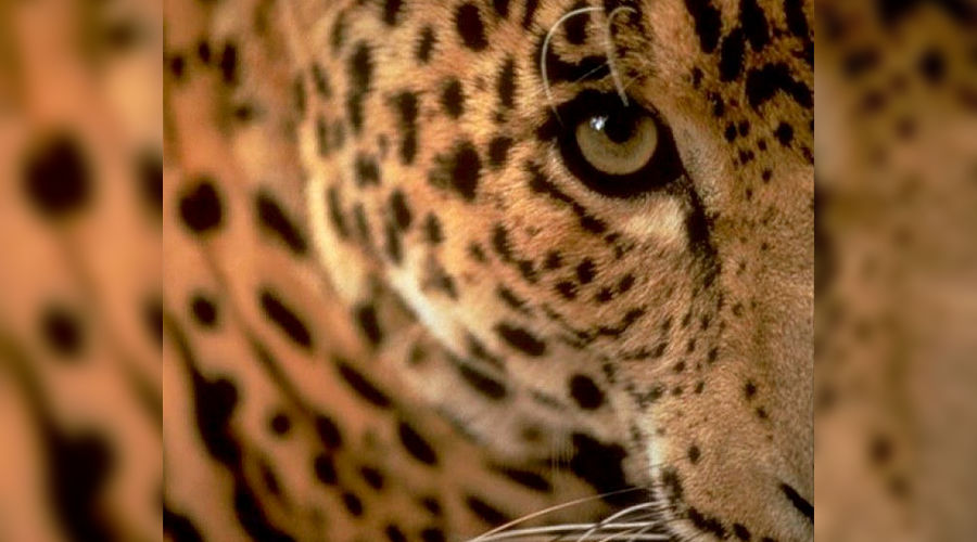 leopard_b04.jpg &copy;&nbsp;Фото Юга.ру