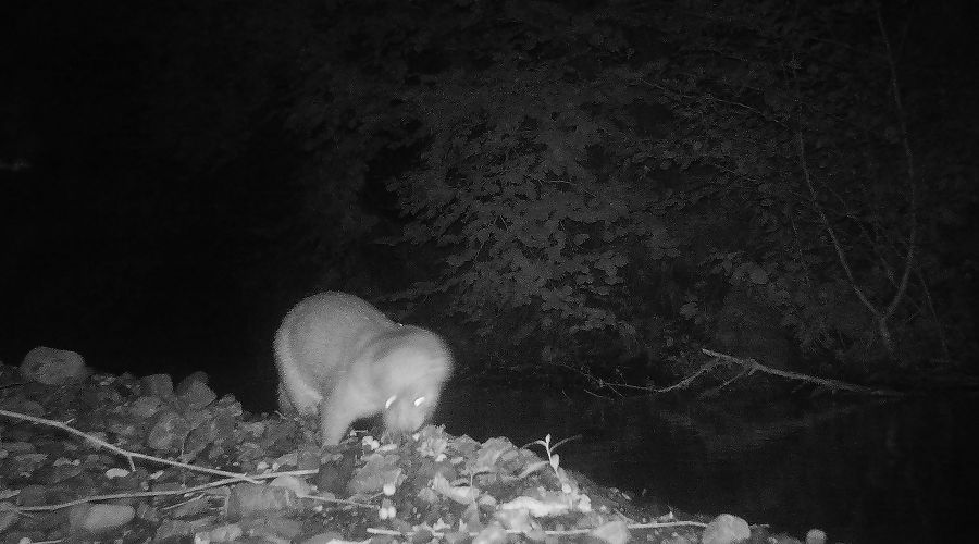  © Фото пресс-службы Сочинского национального парка