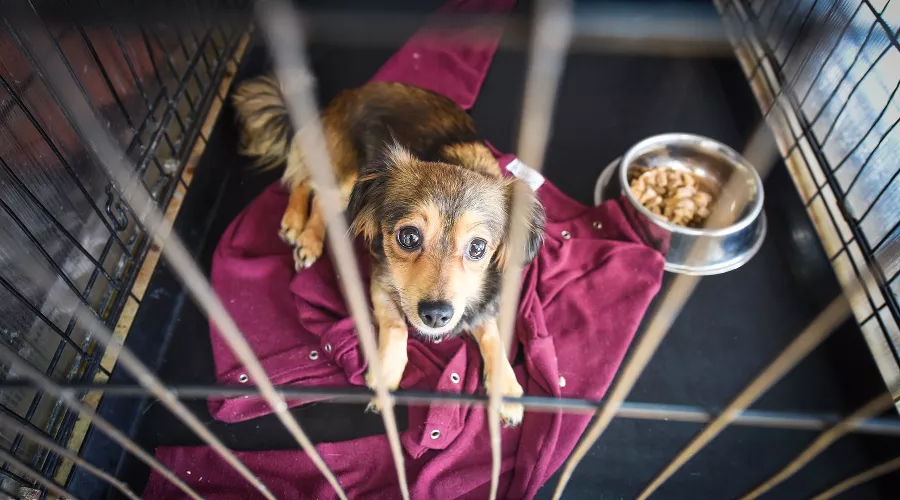 Приют для пострадавших животных «Краснодог» &copy;&nbsp;Фото Елены Синеок, Юга.ру