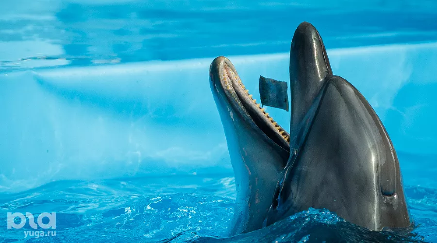  &copy;&nbsp;Фото Николая Ильина, Юга.ру