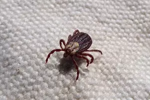  &copy;&nbsp;Фото с сайта pixabay.com