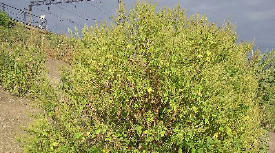  &copy;&nbsp;Фото с сайта wikimedia.org