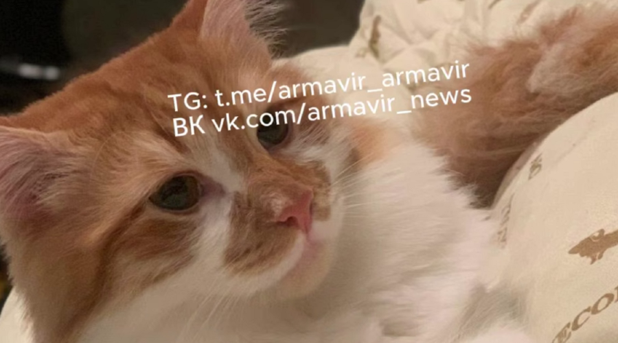  &copy;&nbsp;Скриншот видео из телеграм-канала &laquo;ЧП Армавир&raquo;