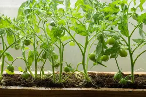 рассада &copy;&nbsp;Сгенерировано нейросетью Gigachat