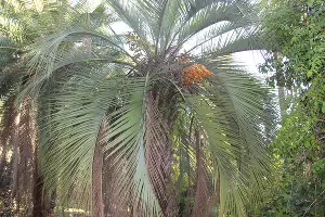 Бутия головчатая, или &laquo;желейная&raquo; пальма &copy;&nbsp;Фото пресс-службы Сочинского нацпарка
