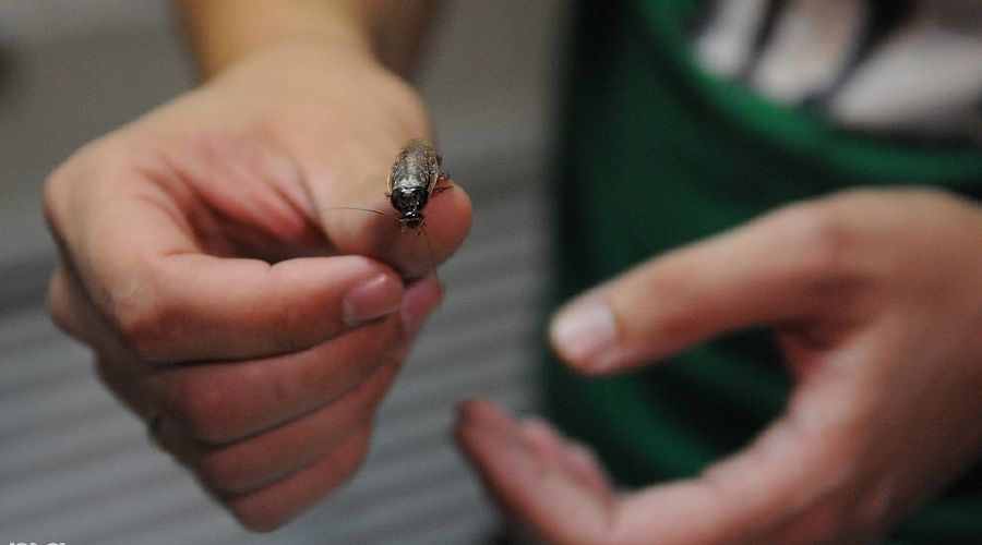  © Фото Елены Синеок, Юга.ру