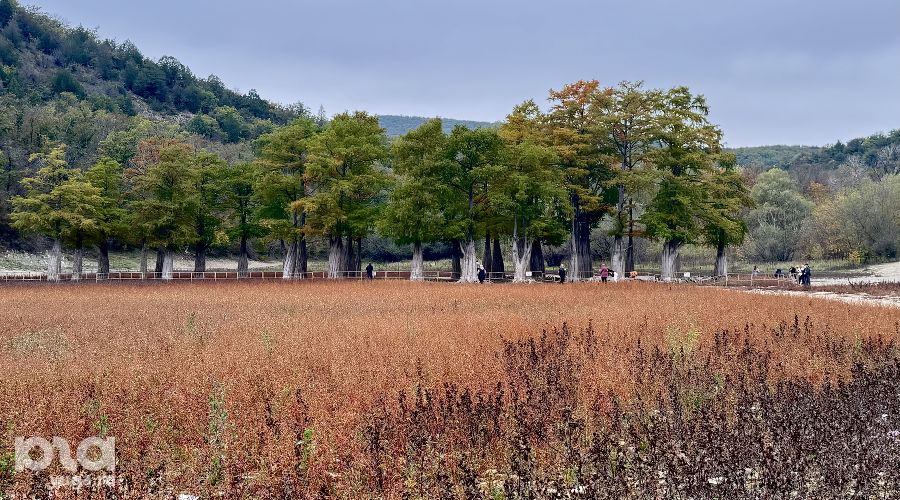 Кипарисы в пересохшем озере Сукко в октябре 2025 © Мария Журавлева, Юга.ру