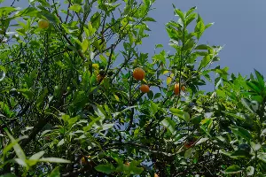 Дерево Дружбы в Сочи &copy;&nbsp;Фото Юли Шафаростовой, Юга.ру