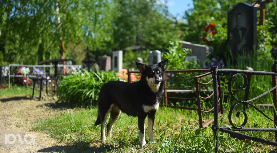 Радоница в Краснодаре &copy;&nbsp;Фото Елены Синеок, Юга.ру