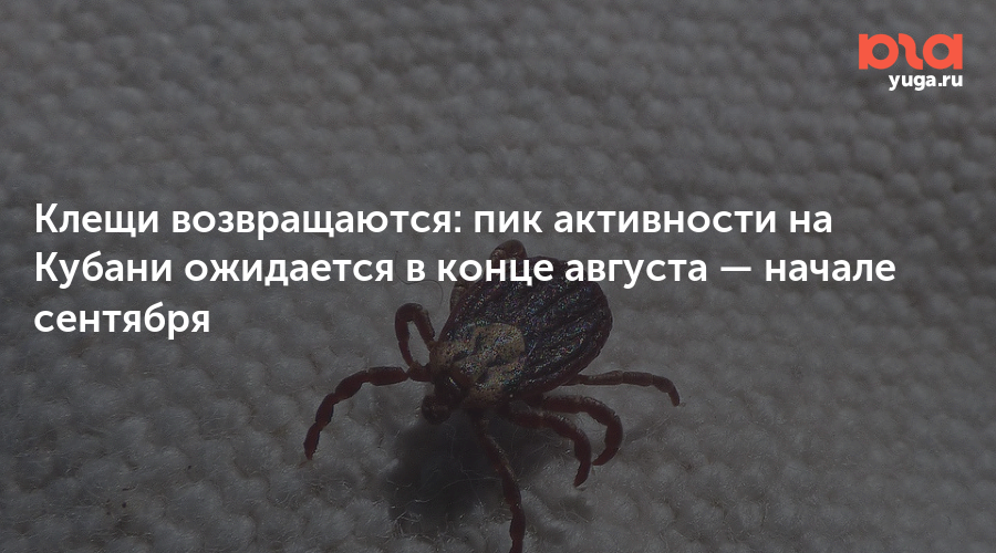 Клещи возвращаются: пик активности на Кубани ожидается в конце августа — начале сентября