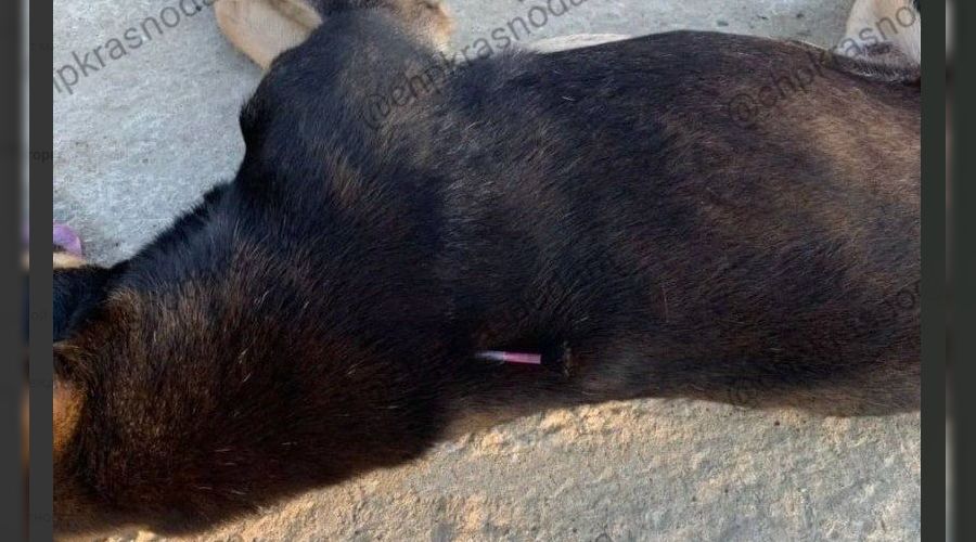  © Скриншот телеграм-канала «ЧП Краснодара и края», t.me/chpkrasnodara