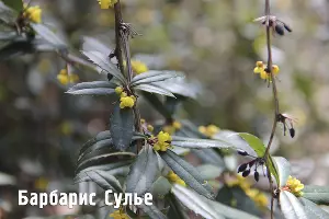  &copy;&nbsp;Фото пресс-службы Сочинского нацпарка