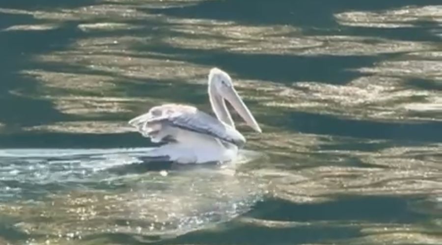  © Фото пресс-службы курорта «Роза Хутор»