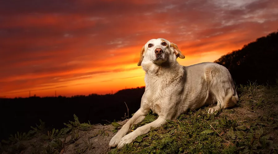  &copy;&nbsp;Фото пресс-службы курорта &laquo;Роза Хутор&raquo;