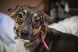 Приют для пострадавших животных "Краснодог" &copy;&nbsp;Фото Елены Синеок, ЮГА.ру