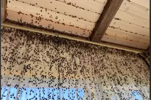  &copy;&nbsp;Скриншот из телеграм-канала &laquo;Лайф Апшеронск&raquo; https://t.me/life_apsheronsk/31579