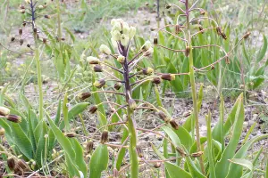 Бельвалия великолепная &copy;&nbsp;Фото Антона Поповича