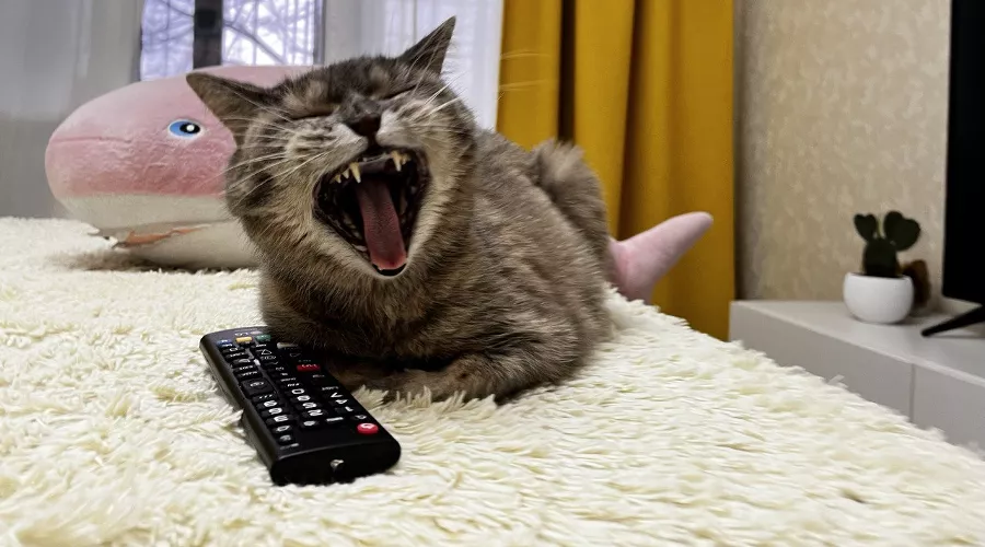  &copy;&nbsp;Фото Александры Булавкиной, Юга.ру