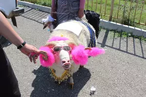 В Дагестане выбрали самую красивую овцу &copy;&nbsp;Фото пресс-службы Буйнакского района республики Дагестан, буйнакскийрайон.рф