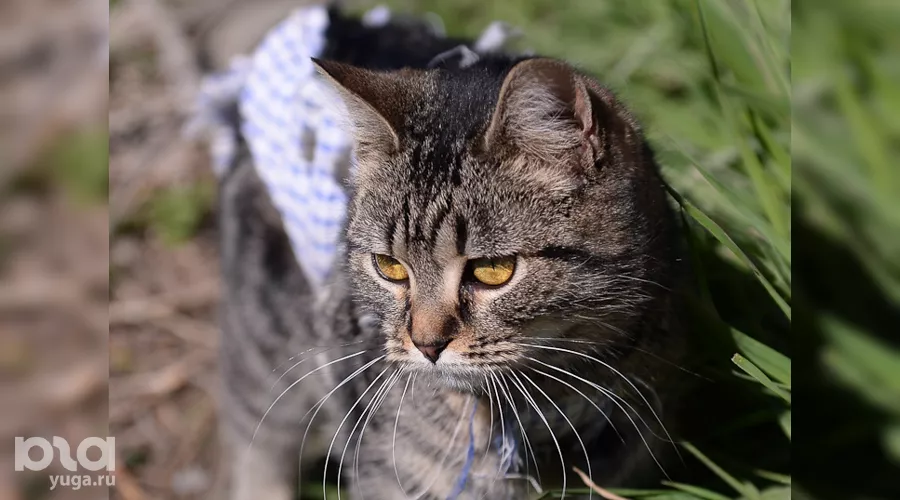  &copy;&nbsp;Фото Михаила Ступина, Юга.ру