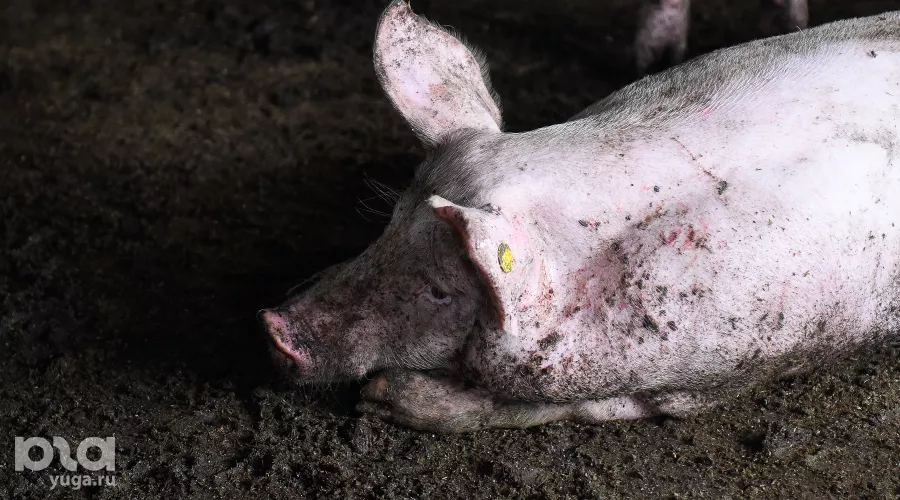  &copy;&nbsp;Фото Елены Синеок, Юга.ру