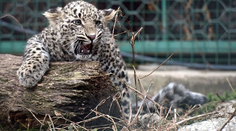 Центр разведения и реабилитации переднеазиатского леопарда © Фото пресс-службы Кремля, kremlin.ru