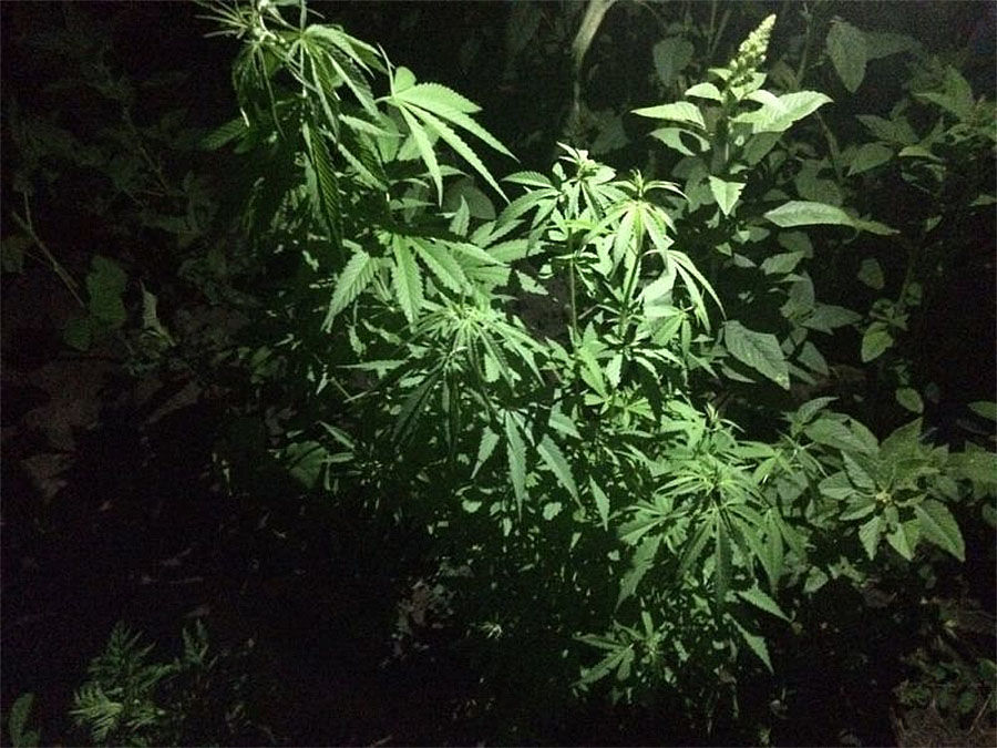 Где растет конопля в краснодаре один раз покурила марихуану