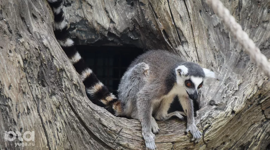  &copy;&nbsp;Елена Синеок, ЮГА.ру