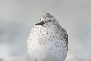  &copy;&nbsp;facebook.com/alexshkolny