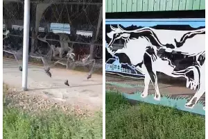  &copy;&nbsp;Скриншот из телеграм-канала прокуратуры Краснодарского края https://t.me/proc_23/24697