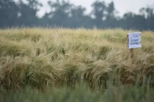  &copy;&nbsp;Фото Инны Сикорской, предоставлено пресс-службой администрации Тбилисского района